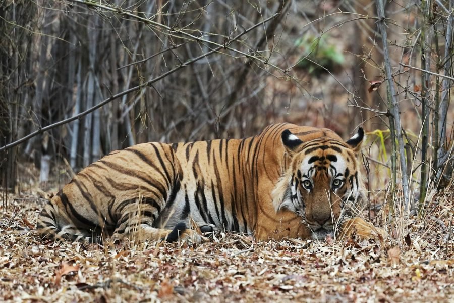 Jungle Journey Tiger
