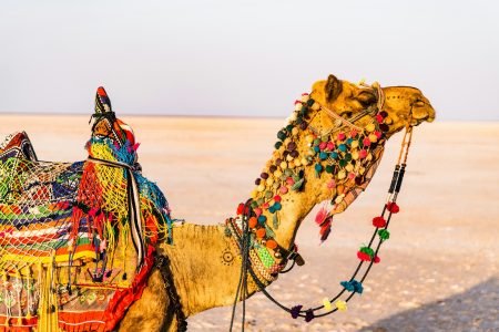Pushkar Fair 2025 – Complete Guide to India’s Most Colorful Camel Festival