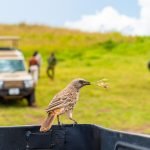 Thattekkad Bird Sanctuary
